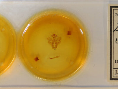 slide view of adult Dasylophia seriata