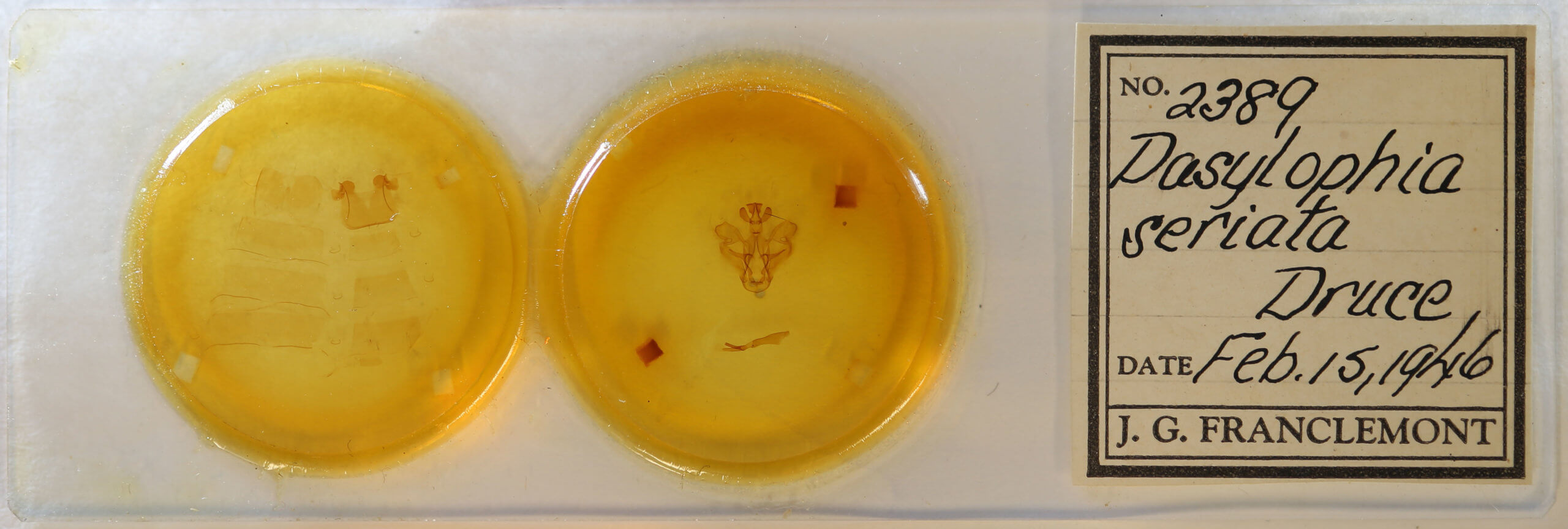 slide view of adult Dasylophia seriata