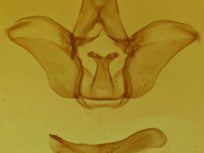 genitalia view of adult Pseudhapigia brunnea