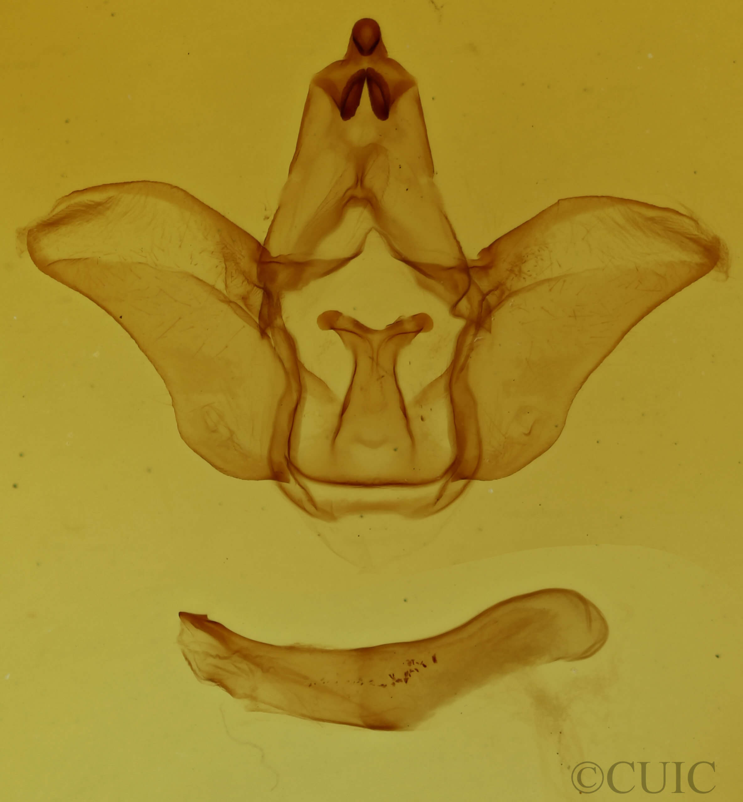 genitalia view of adult Pseudhapigia brunnea