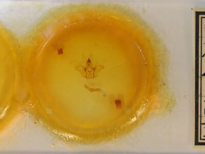 slide view of adult Pseudhapigia brunnea