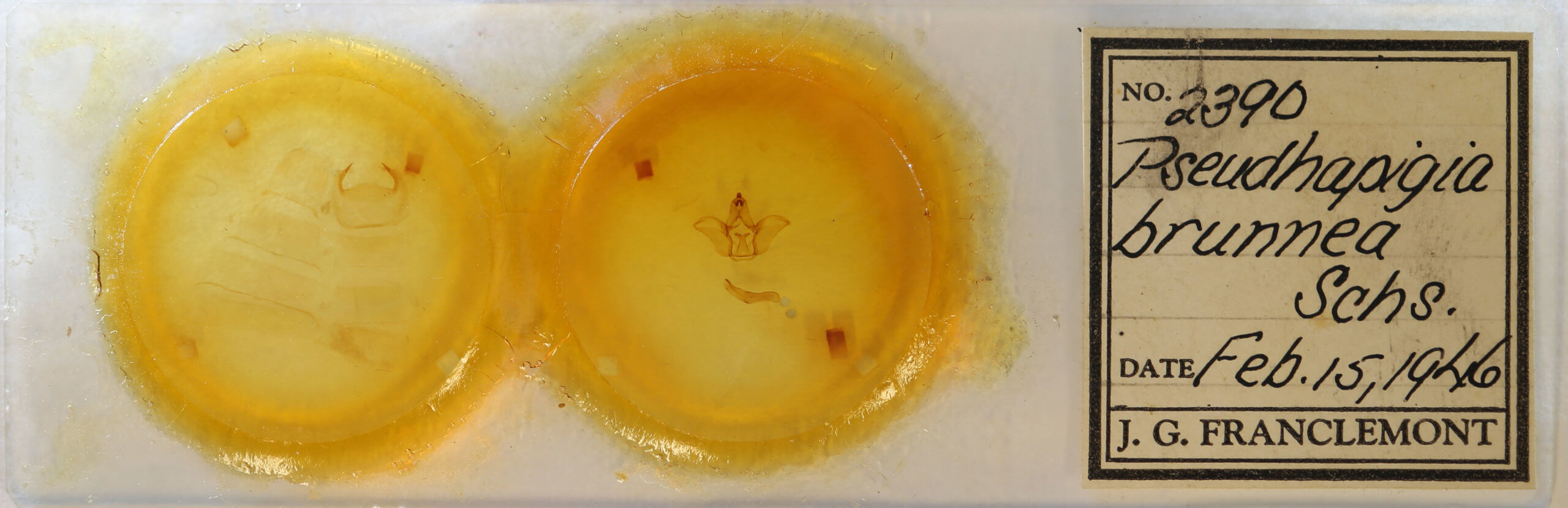 slide view of adult Pseudhapigia brunnea