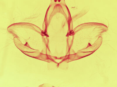 genitalia view of adult Cargida pyrrha