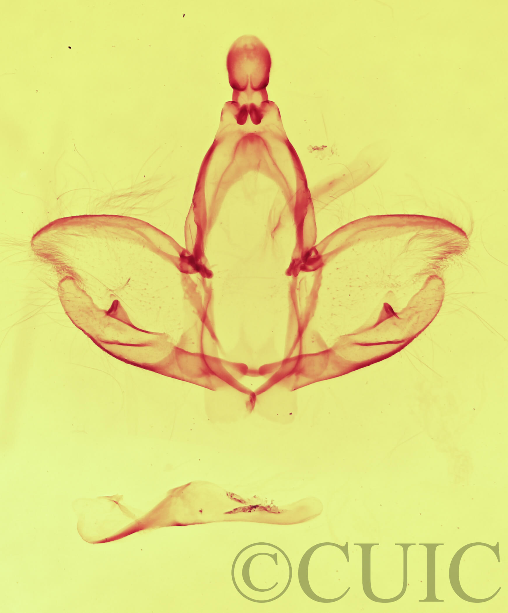 genitalia view of adult Cargida pyrrha