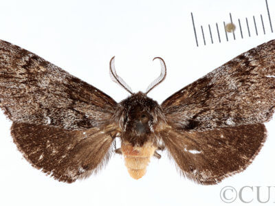 dorsal view of adult Cargida pyrrha