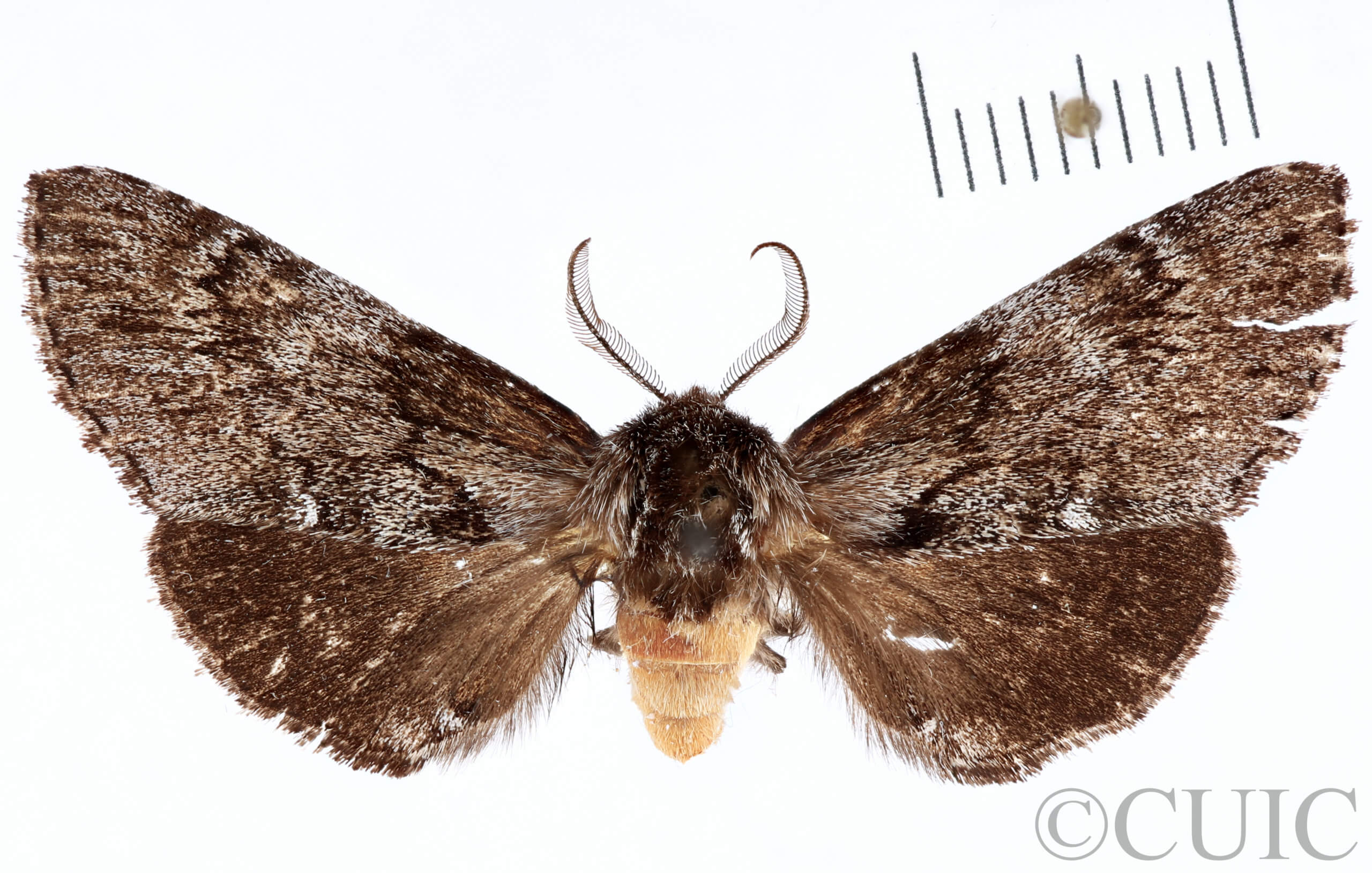 dorsal view of adult Cargida pyrrha