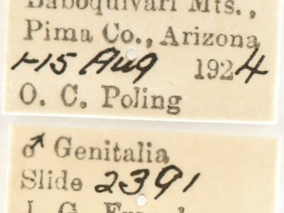 label view of adult Cargida pyrrha