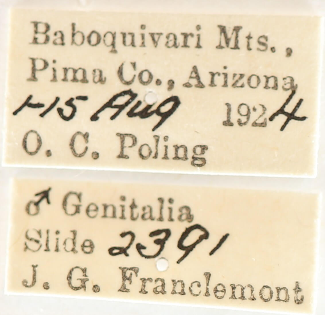 label view of adult Cargida pyrrha