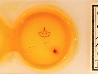 slide view of adult Cargida pyrrha