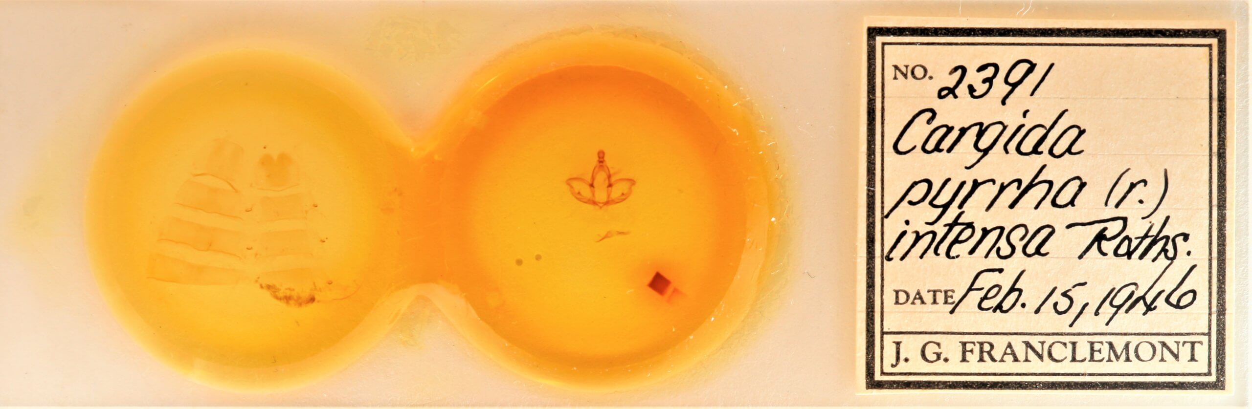 slide view of adult Cargida pyrrha