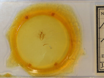 slide view of adult Macaldenia palumba