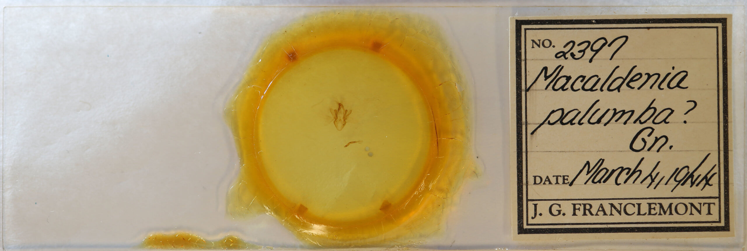 slide view of adult Macaldenia palumba