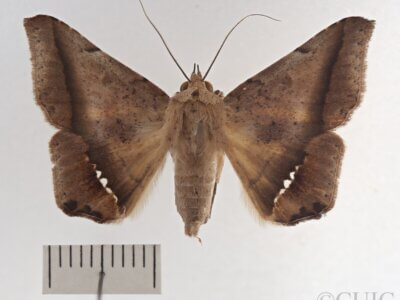 dorsal view of adult Macaldenia palumba