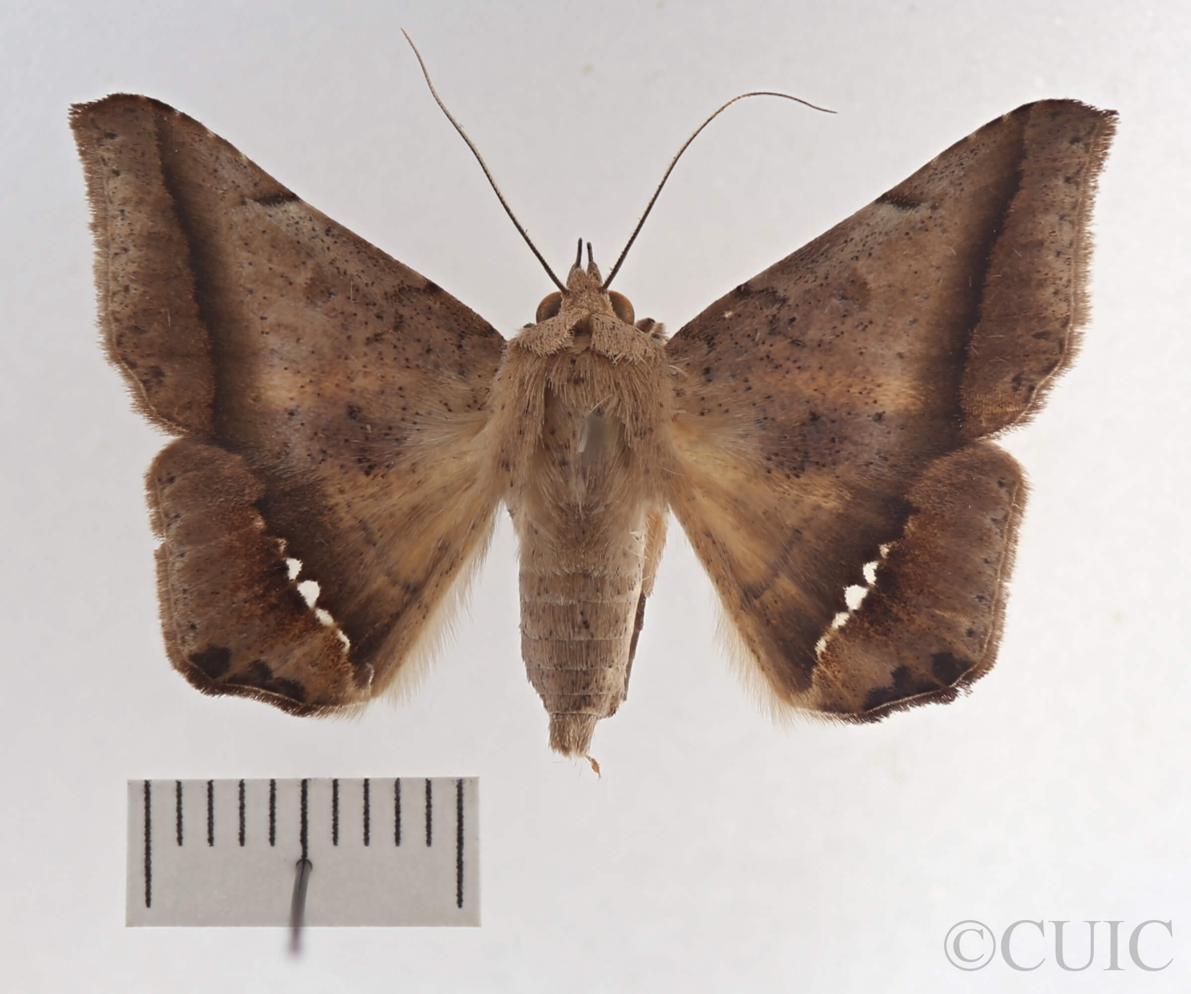 dorsal view of adult Macaldenia palumba