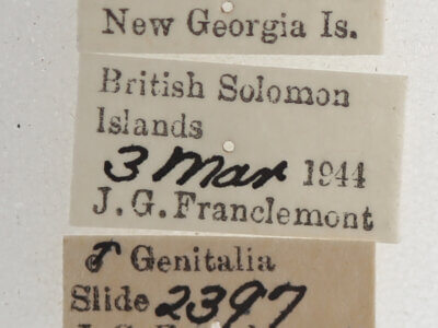 label view of adult Macaldenia palumba