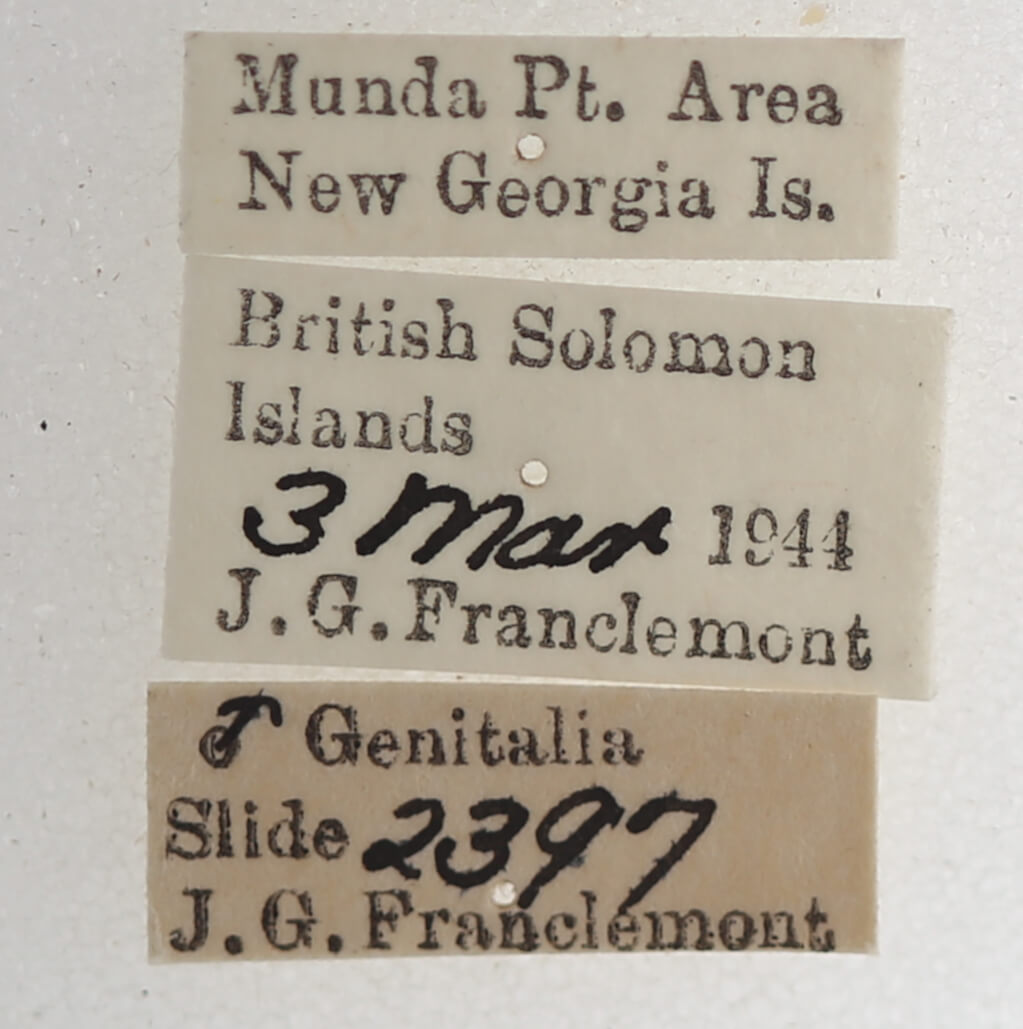 label view of adult Macaldenia palumba