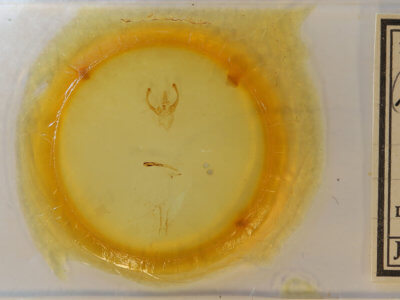 slide view of adult Penicillaria jocosatrix