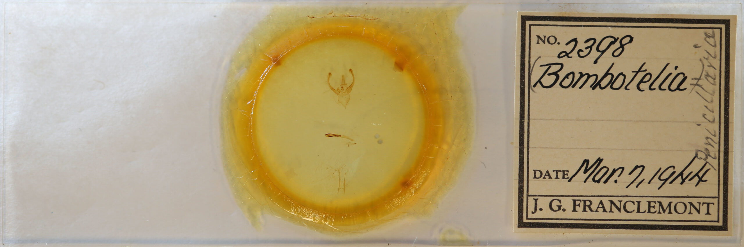 slide view of adult Penicillaria jocosatrix