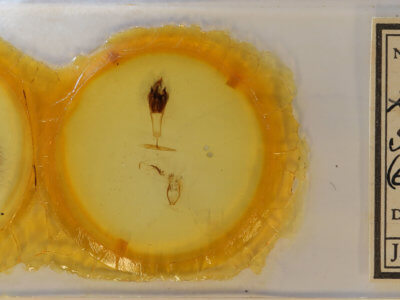 slide view of adult Targalla suffundens