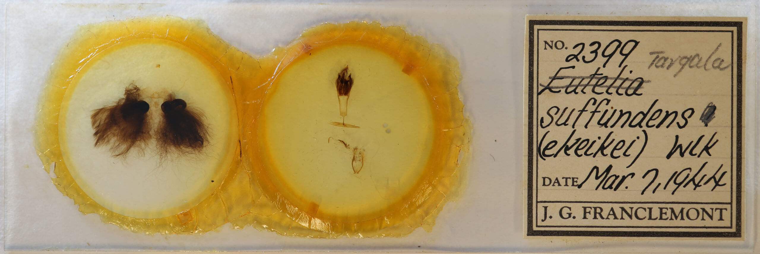 slide view of adult Targalla suffundens