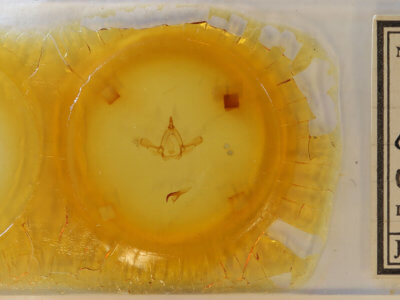 slide view of adult Paraeschra tortuosa