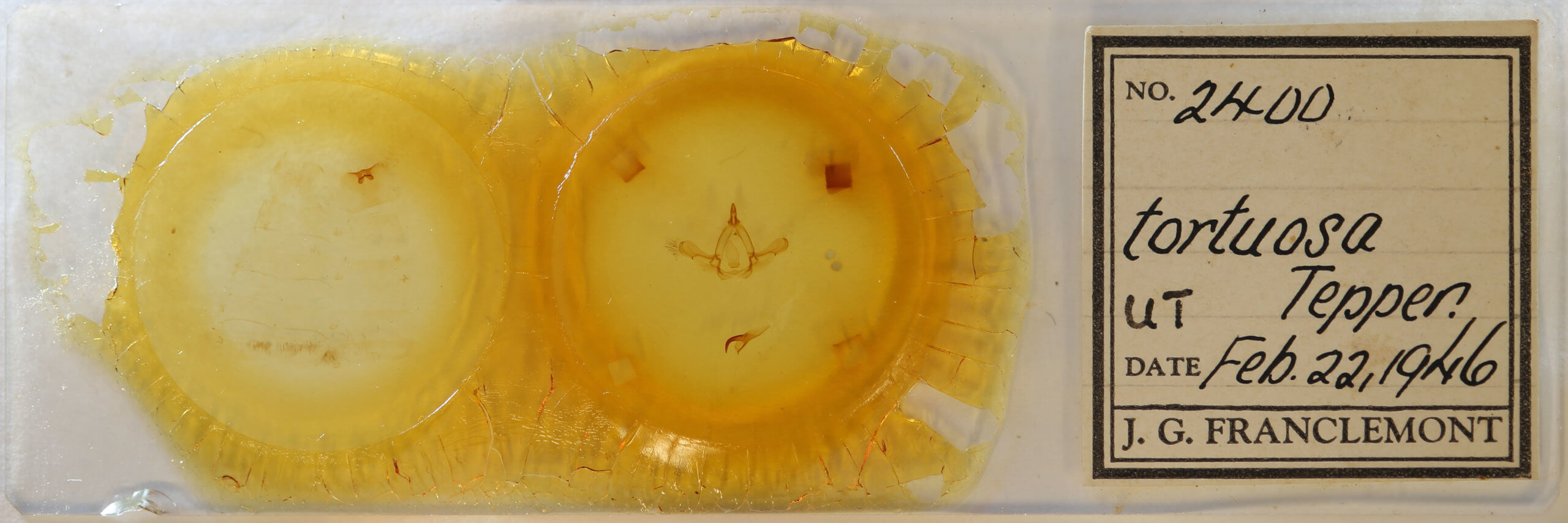 slide view of adult Paraeschra tortuosa