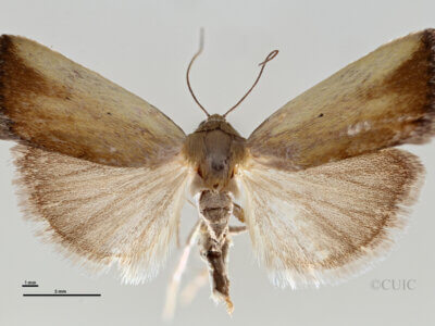 dorsal view of adult Ponometia parvula