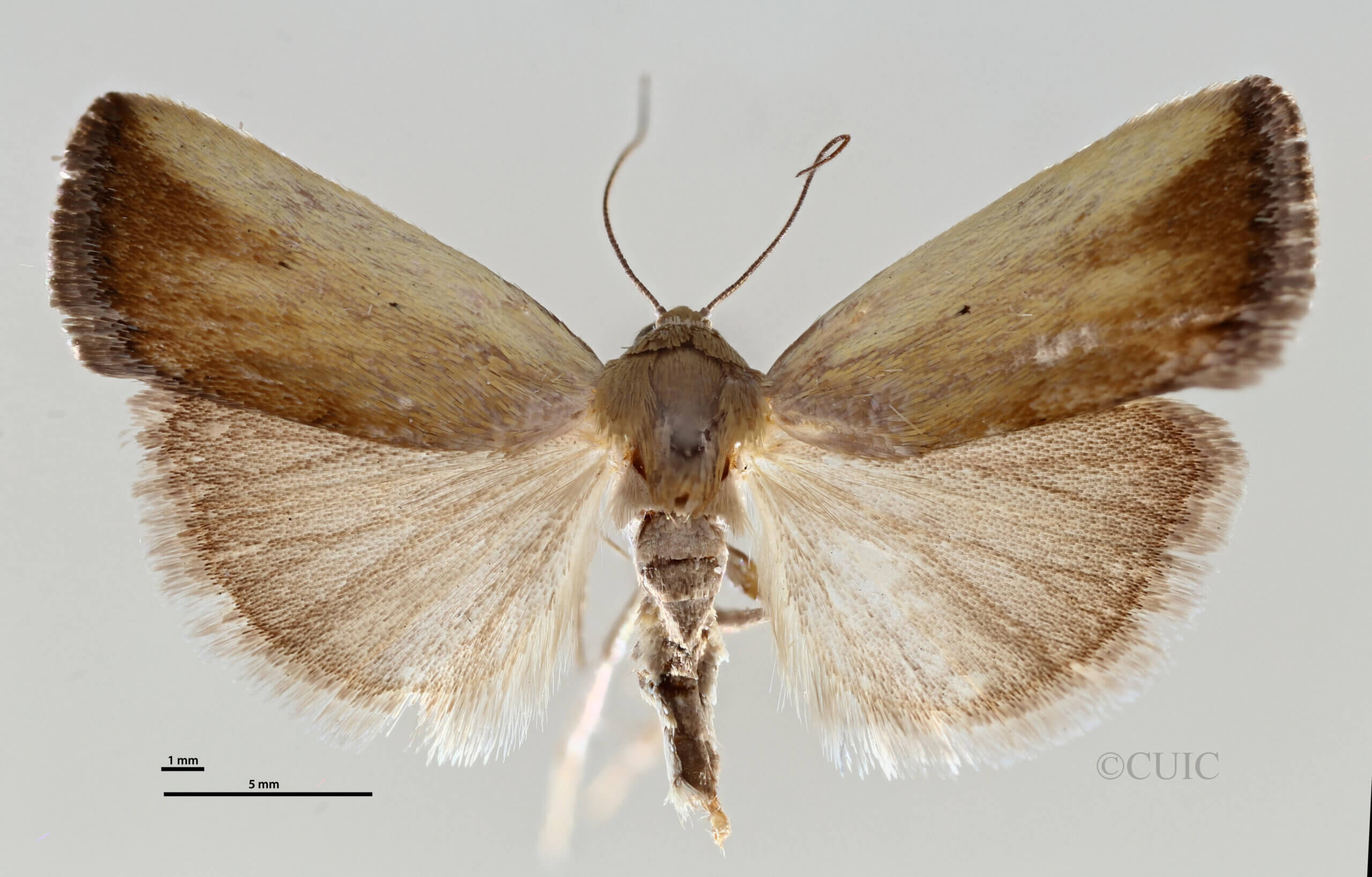 dorsal view of adult Ponometia parvula