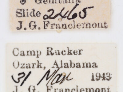 label view of adult Ponometia parvula