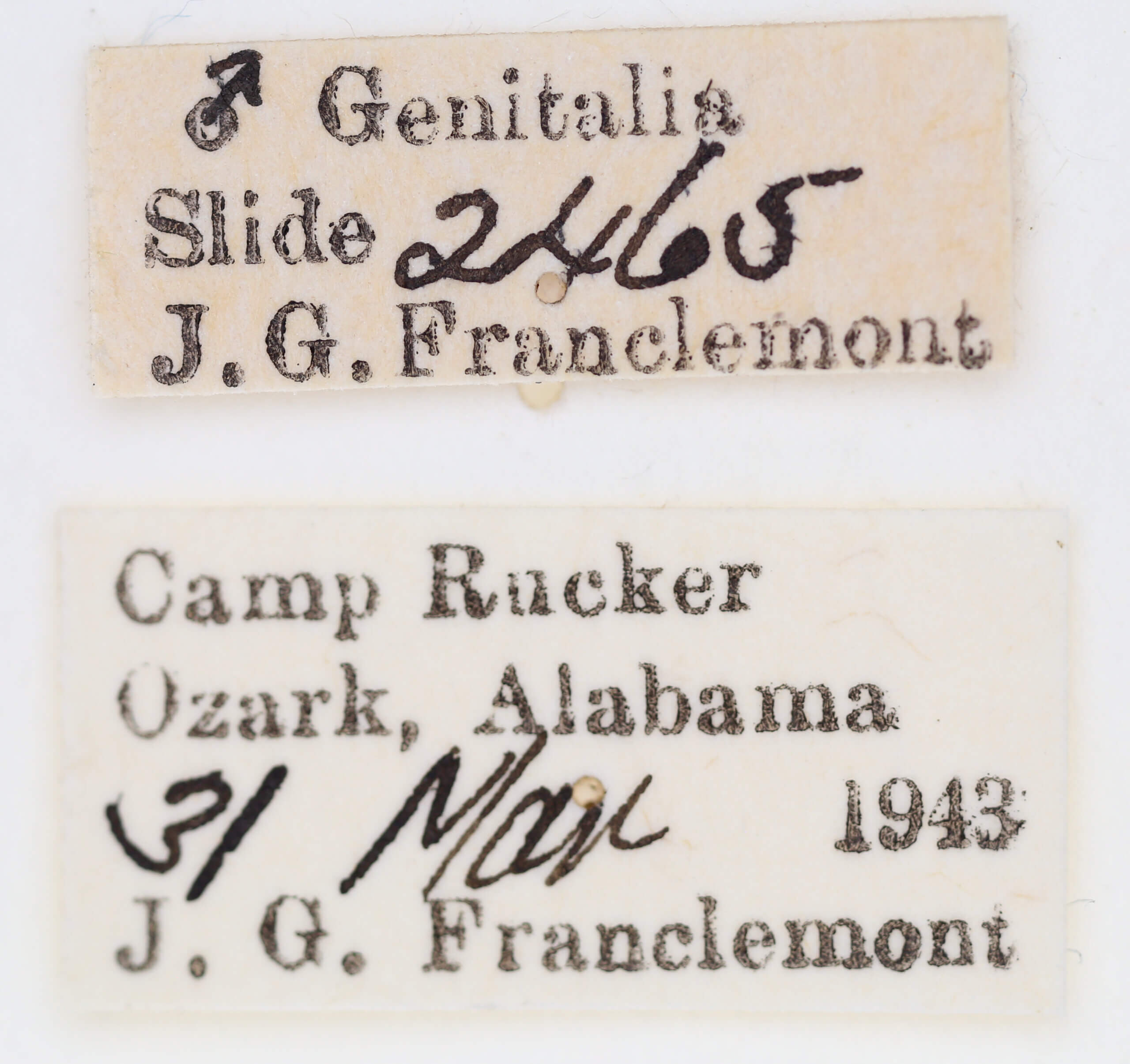 label view of adult Ponometia parvula