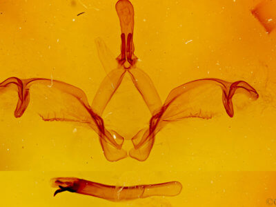genitalia view of adult Macrurocampa miranda