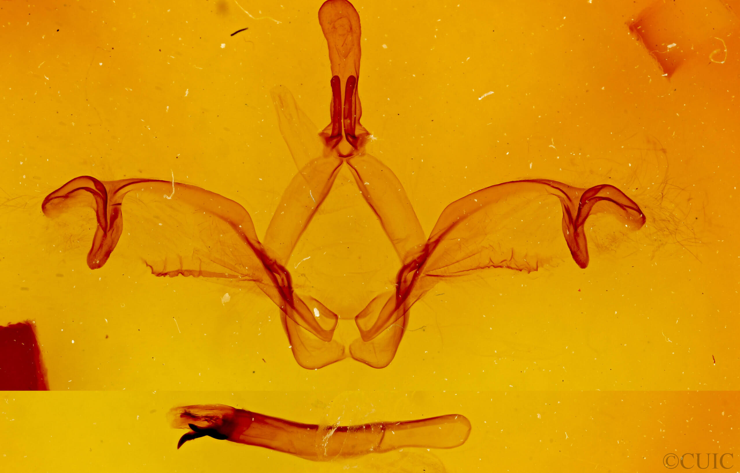 genitalia view of adult Macrurocampa miranda