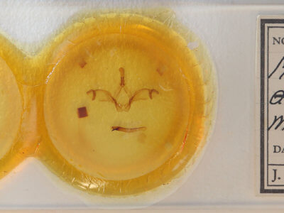 slide view of adult Macrurocampa miranda