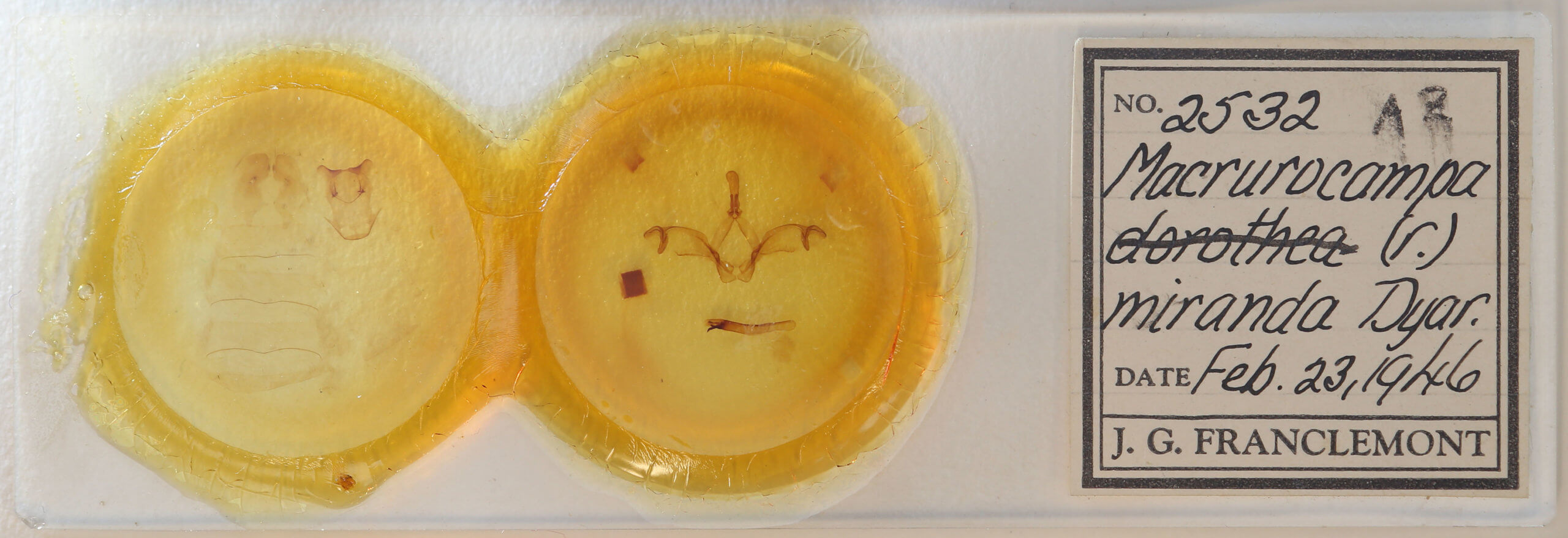 slide view of adult Macrurocampa miranda