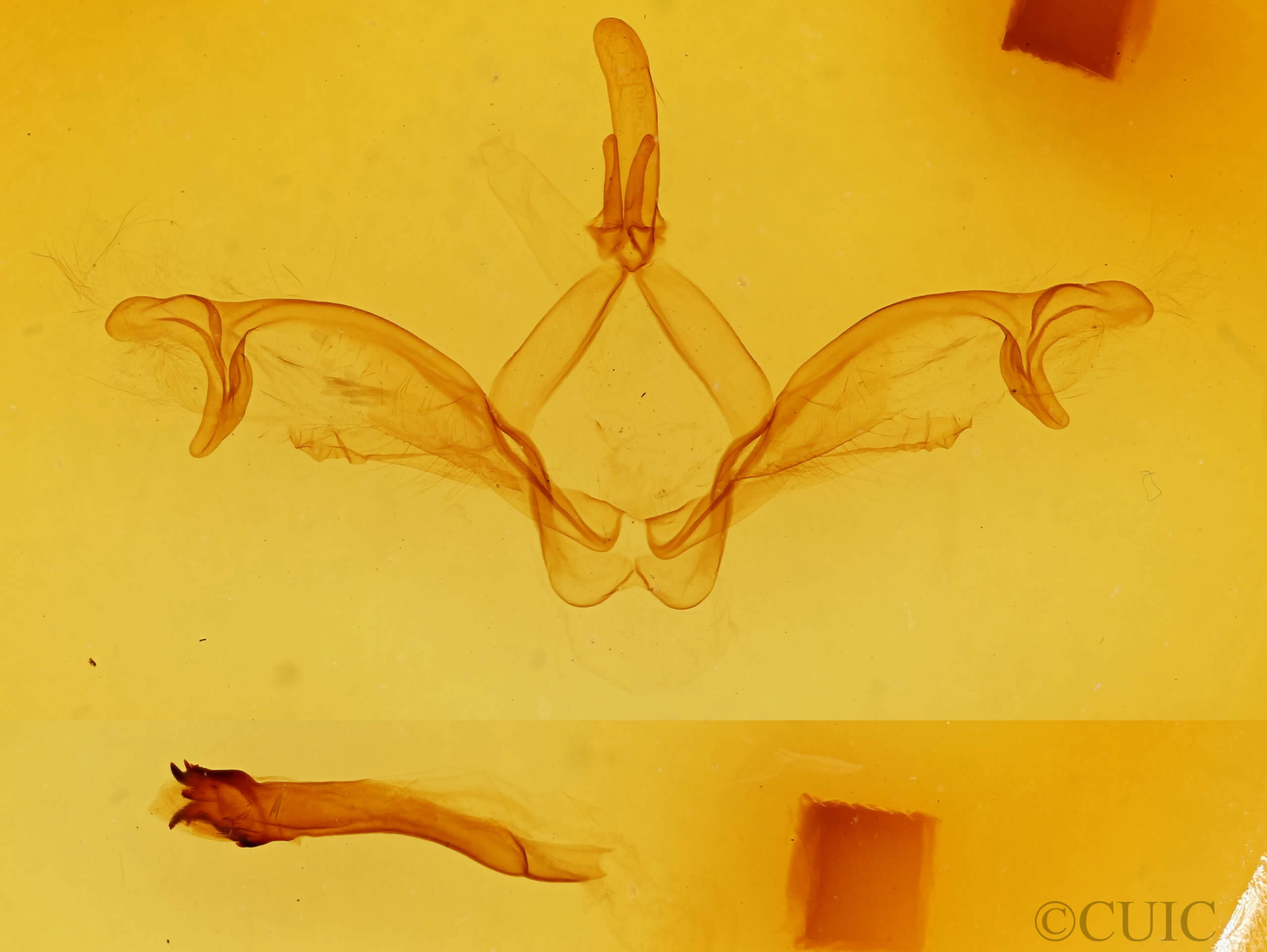 genitalia view of adult Macrurocampa miranda
