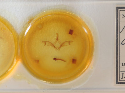 slide view of adult Macrurocampa miranda