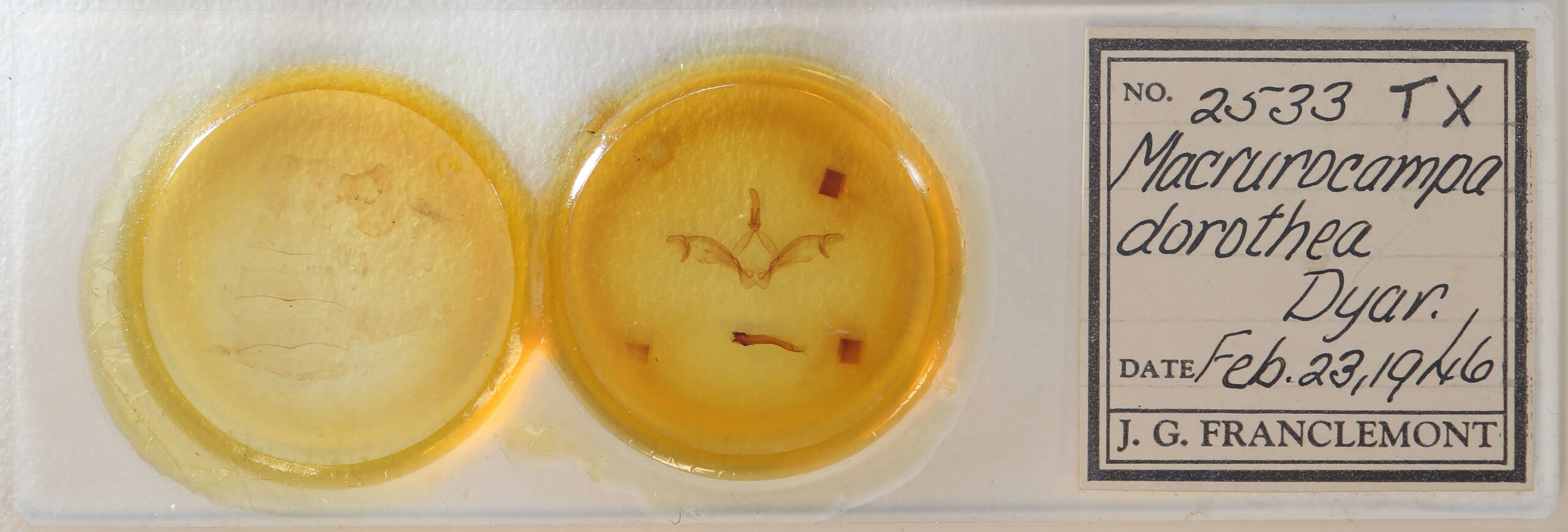 slide view of adult Macrurocampa miranda