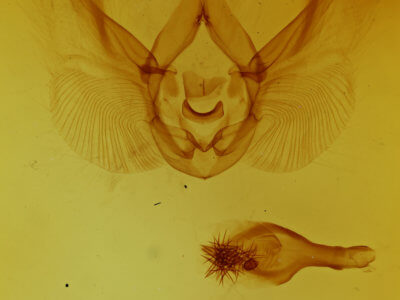 genitalia view of adult Elasmia mandela