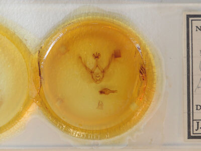 slide view of adult Elasmia mandela