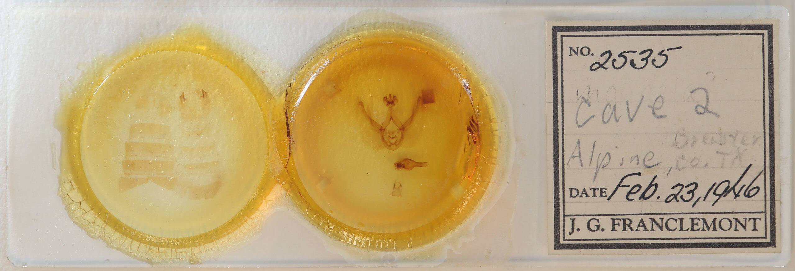 slide view of adult Elasmia mandela