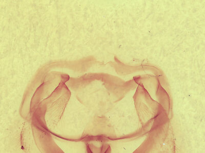 genitalia view of adult Furcula cinerea