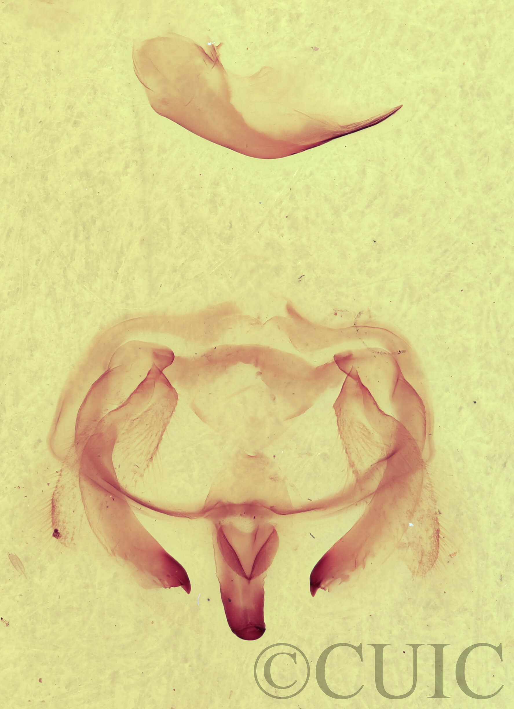 genitalia view of adult Furcula cinerea