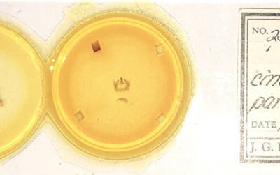 slide view of adult Furcula cinerea