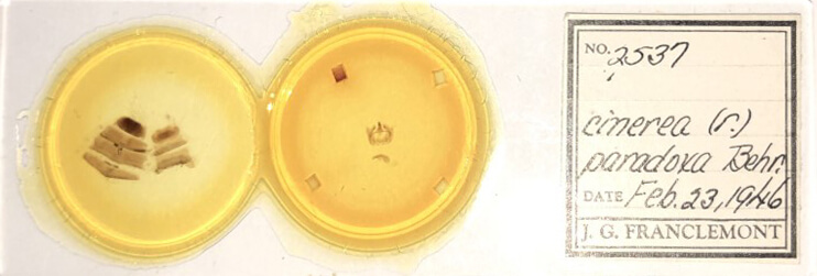 slide view of adult Furcula cinerea