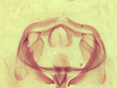 genitalia view of adult Furcula cinerea