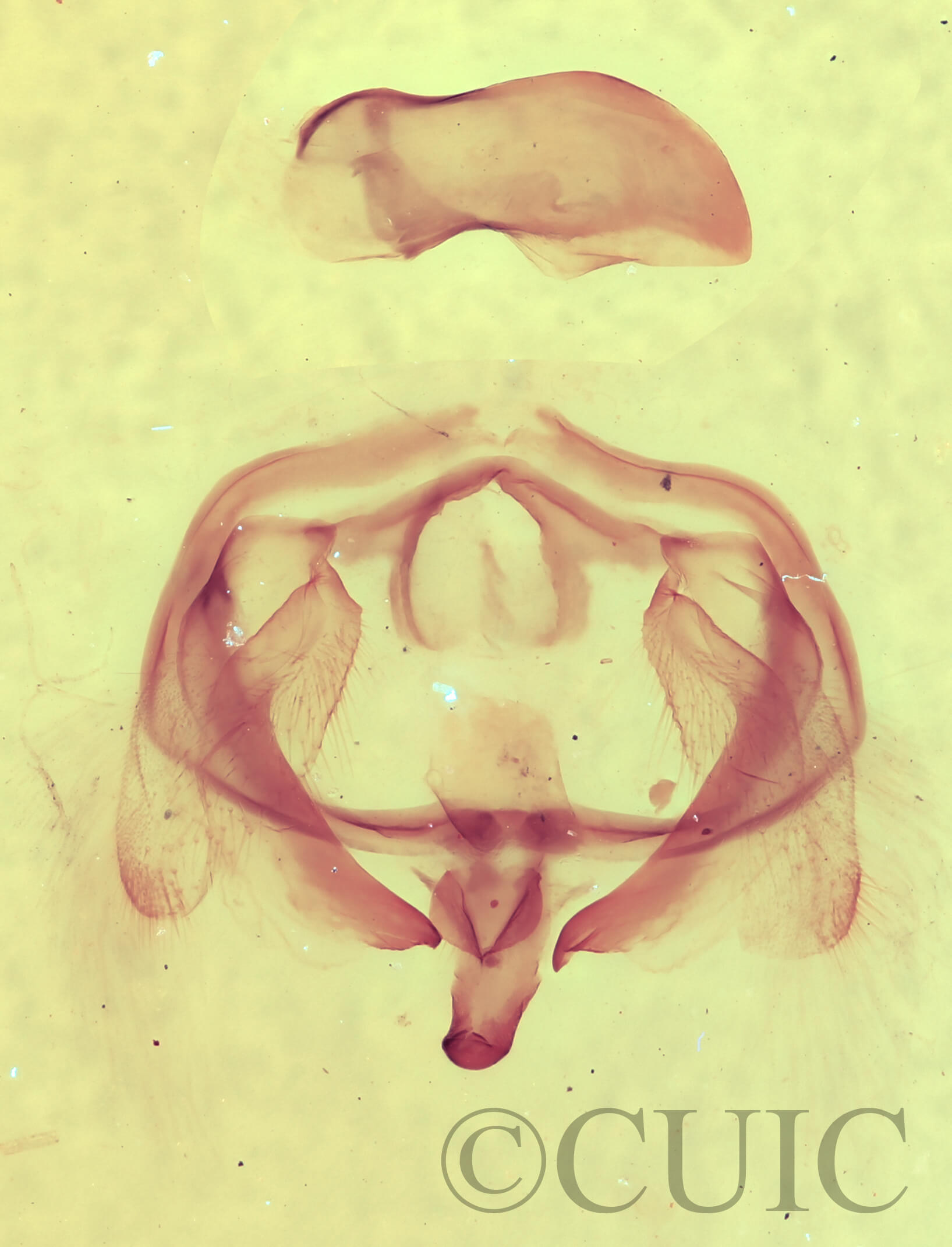 genitalia view of adult Furcula cinerea