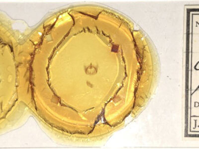 slide view of adult Furcula cinerea