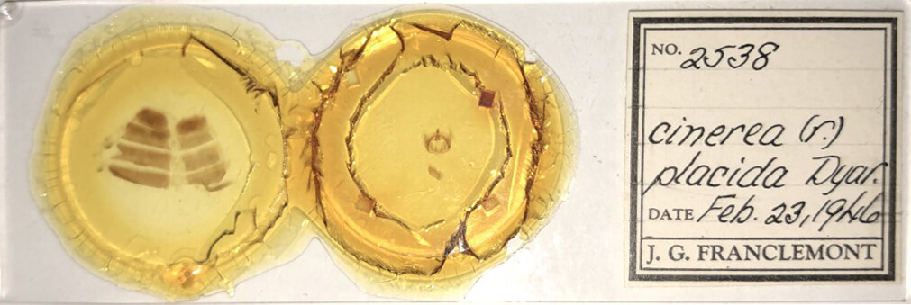 slide view of adult Furcula cinerea