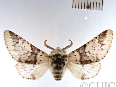 dorsal view of adult Furcula  occidentalis  gigans
