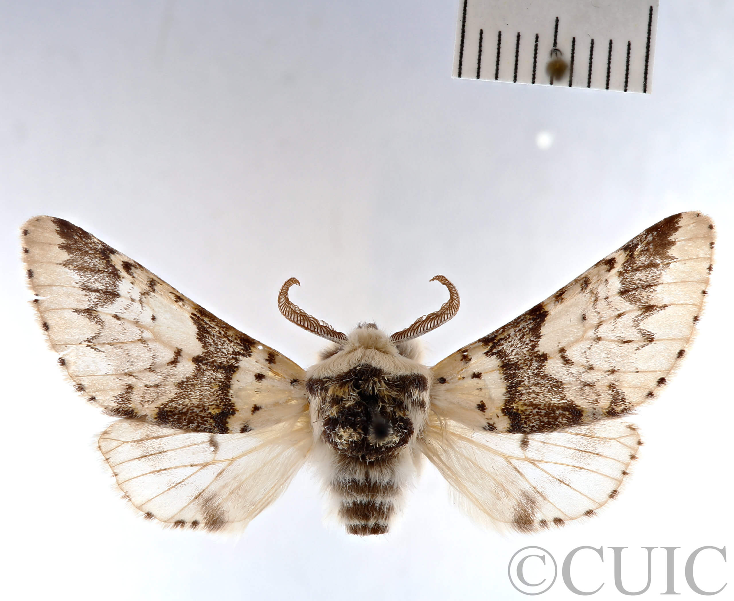 dorsal view of adult Furcula  occidentalis  gigans